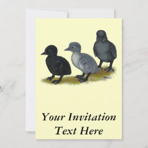 Invitation Canetons Blue Runner