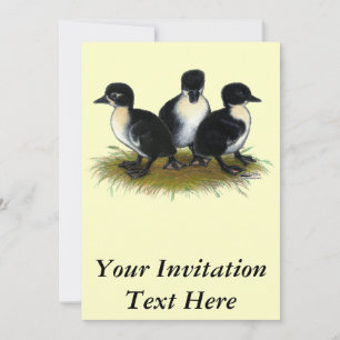 Invitation Canetons suédois noirs