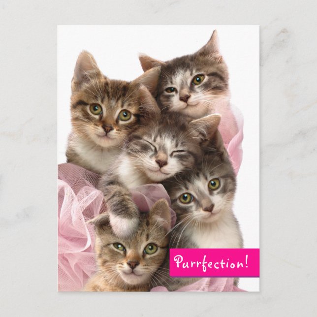 Invitation Carte Postale Chatons à Tutus (Devant)