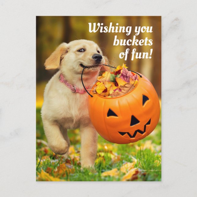 Invitation Carte Postale Chien avec seau de citrouille (Devant)