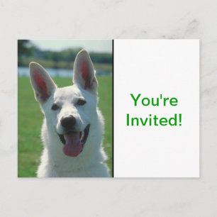 Invitation Carte Postale Chien berger allemand blanc