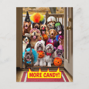 Invitation Carte Postale Chiens qui quémandent des friandises