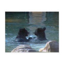 Fête de natation de l'ours grizzly