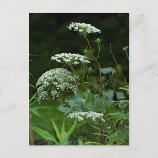 Invitation Carte Postale Queen Anne's La ce Fleur sauvage - Daucus carota (Devant)