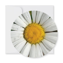 Cercle d'invitation de 5,25 x 5,25