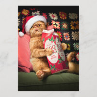 Chat buvant du lait de poule