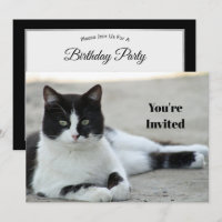 Chat noir et blanc Tuxedo photo Anniversaire