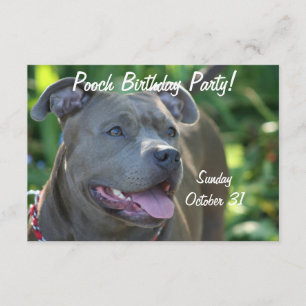 Invitation Chien de Pitbull
