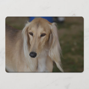Invitation Chien de Saluki