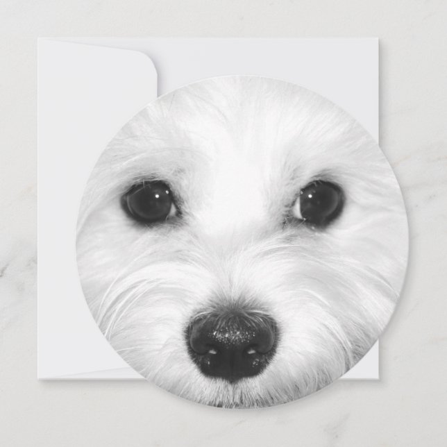 Invitation Chien maltais, regard doux et nez doux (Devant)