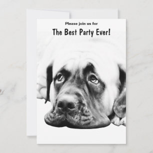 Invitation Chien mignon Mastiff
