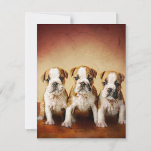 Invitation Chiens de taureau anglais vraiment mignons