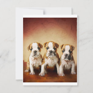 Invitation Chiens de taureau anglais vraiment mignons