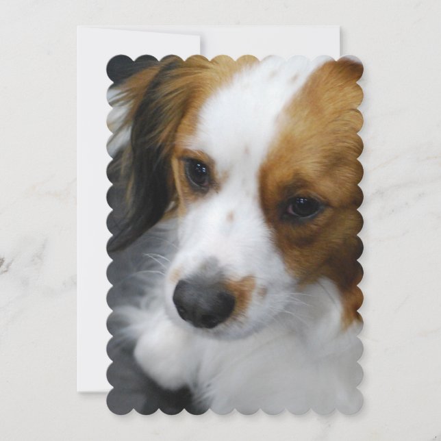 Invitation Chiot de Kooikerhondje (Devant)