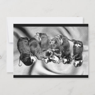 Invitation chiots à tête blanche