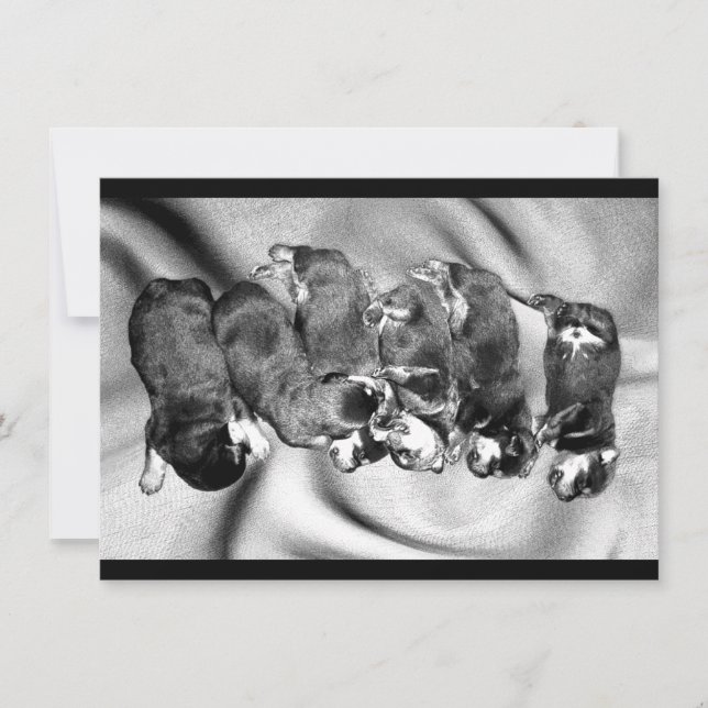 Invitation chiots à tête blanche (Devant)