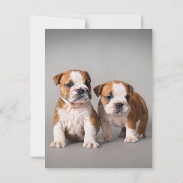 Invitation Chiots Bouledogue Anglais | Couple Mignon Bouledog (Devant)