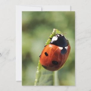 Invitation Coccinelle pour chaque occasion
