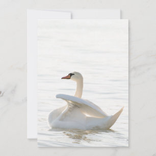 Invitation Cygnus cygne blanc