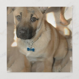 Invitation d'Akita Puppy