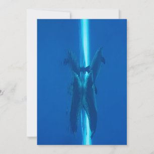 Invitation Dauphins et réflexions eaux océaniques bleues