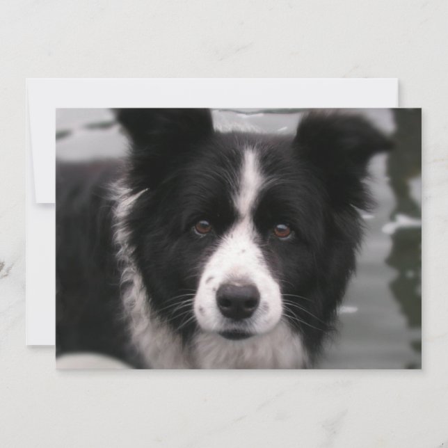 Invitation de border collie (Devant)
