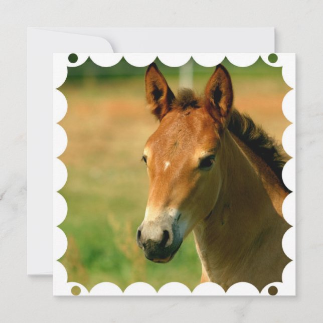 Invitation de cheval de pouliche (Devant)