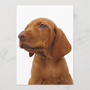 Invitation de chien de Hound