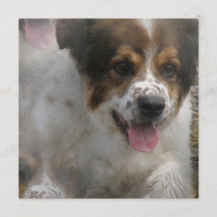 Invitation de chiot de Sheherd d'Australien