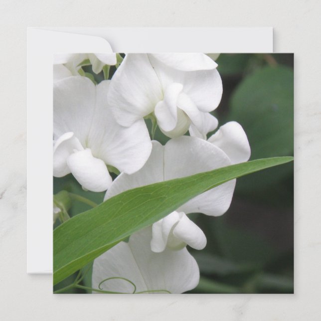Invitation de fleur de pois doux (Devant)