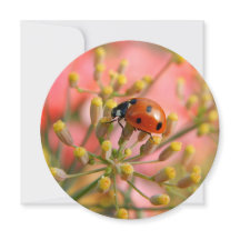 Invitation de la Lady Bug Party