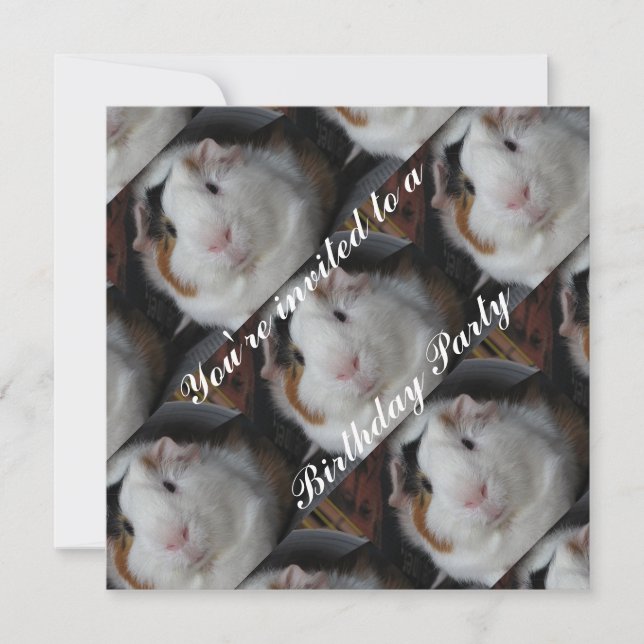 invitation de porcs de Guinée (Devant)