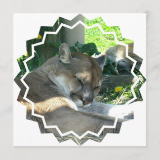 Invitation de repos de puma