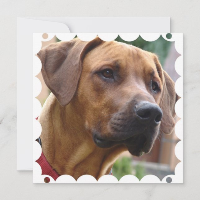 Invitation de Rhodesian Ridgeback (Devant)
