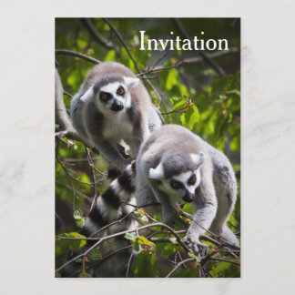 Invitation de Ring Lemur