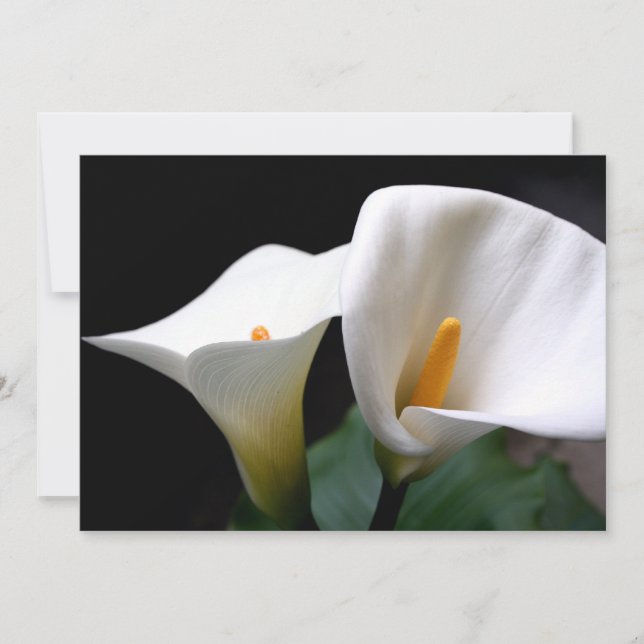Invitation de zantedeschia (Devant)