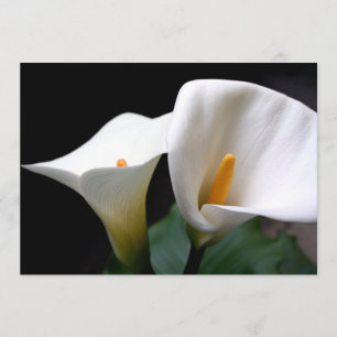 Invitation de zantedeschia