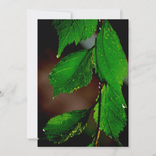 Invitation des Feuilles d'amandiers