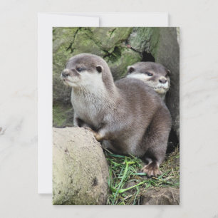 INVITATION DES OTTERS