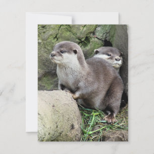 INVITATION DES OTTERS