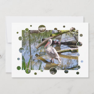 INVITATION DES PELICANS