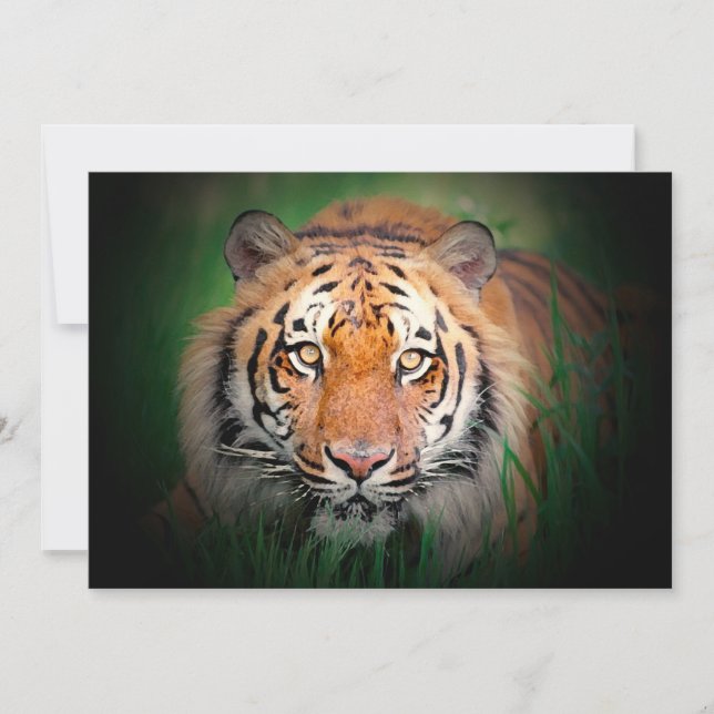 Invitation du tigre (Devant)