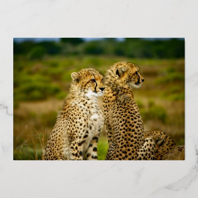 Invitation En Aluminium Faune Cheetah Pair Anniversaire Or (Verso)