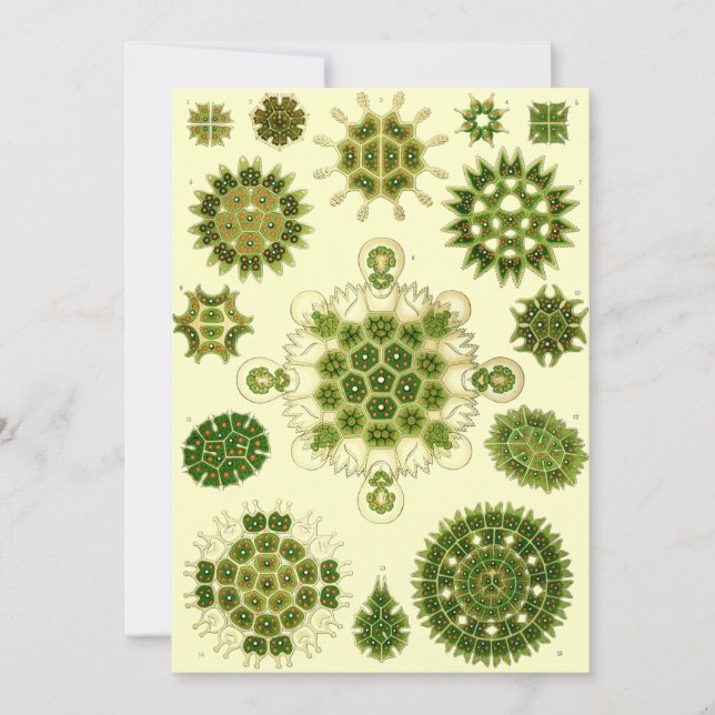 Invitation ernst haeckel spores (Devant)