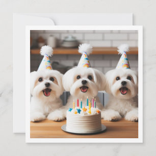 Invitation Fête d'anniversaire maltaise, chien maltais