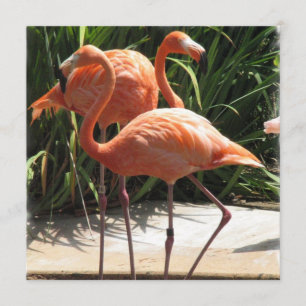 Invitation Flamant rose Flock