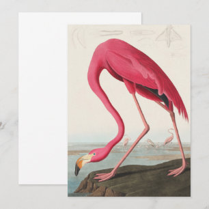 Invitation Flamant rose rose vintage Audubon