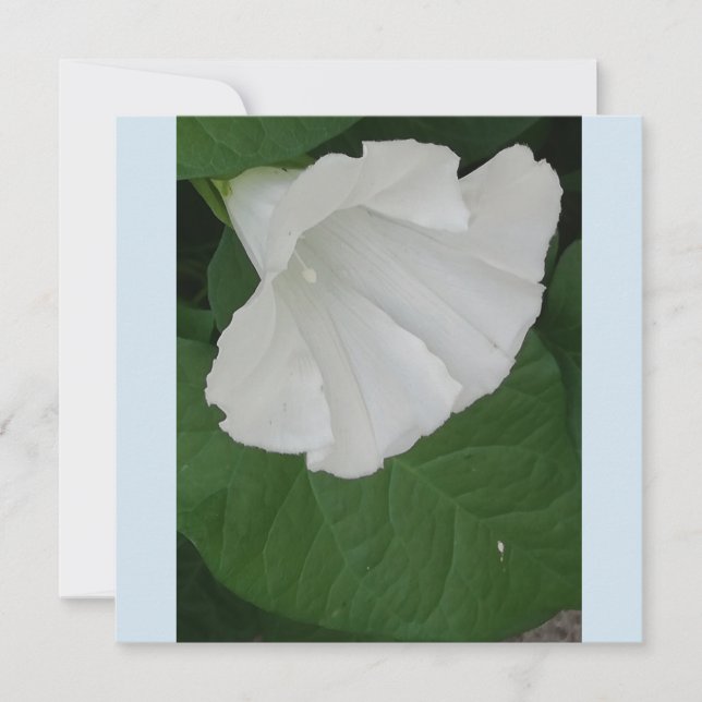Invitation Fleur blanche en forme de trompette (Devant)