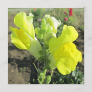 Invitation Fleur jaune Snapdragon