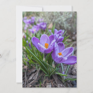 Invitation Fleurs de Crocus